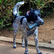 Tina participe au concours pour gagner de l'argent avec cette photo : dog, black_and_white, chew_toy, outdoor, greenery, bushes, tail, playful, pet, animal, standing, pavement, fur, ears, snout, grass, nature, canine, happy, daylight