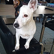 Miss participe au concours pour gagner de l'argent avec cette photo : alert, animal, black_and_white, black_patch, canine, chair, curious, dog, domestic, ears_up, floor_tiles, furniture, household, indoor, living_space, looking_away, paw, pet, table, white_fur