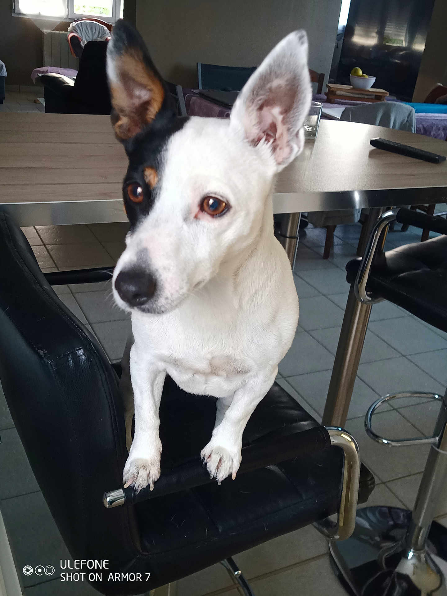 Miss participe au concours pour gagner de l'argent avec cette photo : alert, animal, black_and_white, black_patch, canine, chair, curious, dog, domestic, ears_up, floor_tiles, furniture, household, indoor, living_space, looking_away, paw, pet, table, white_fur