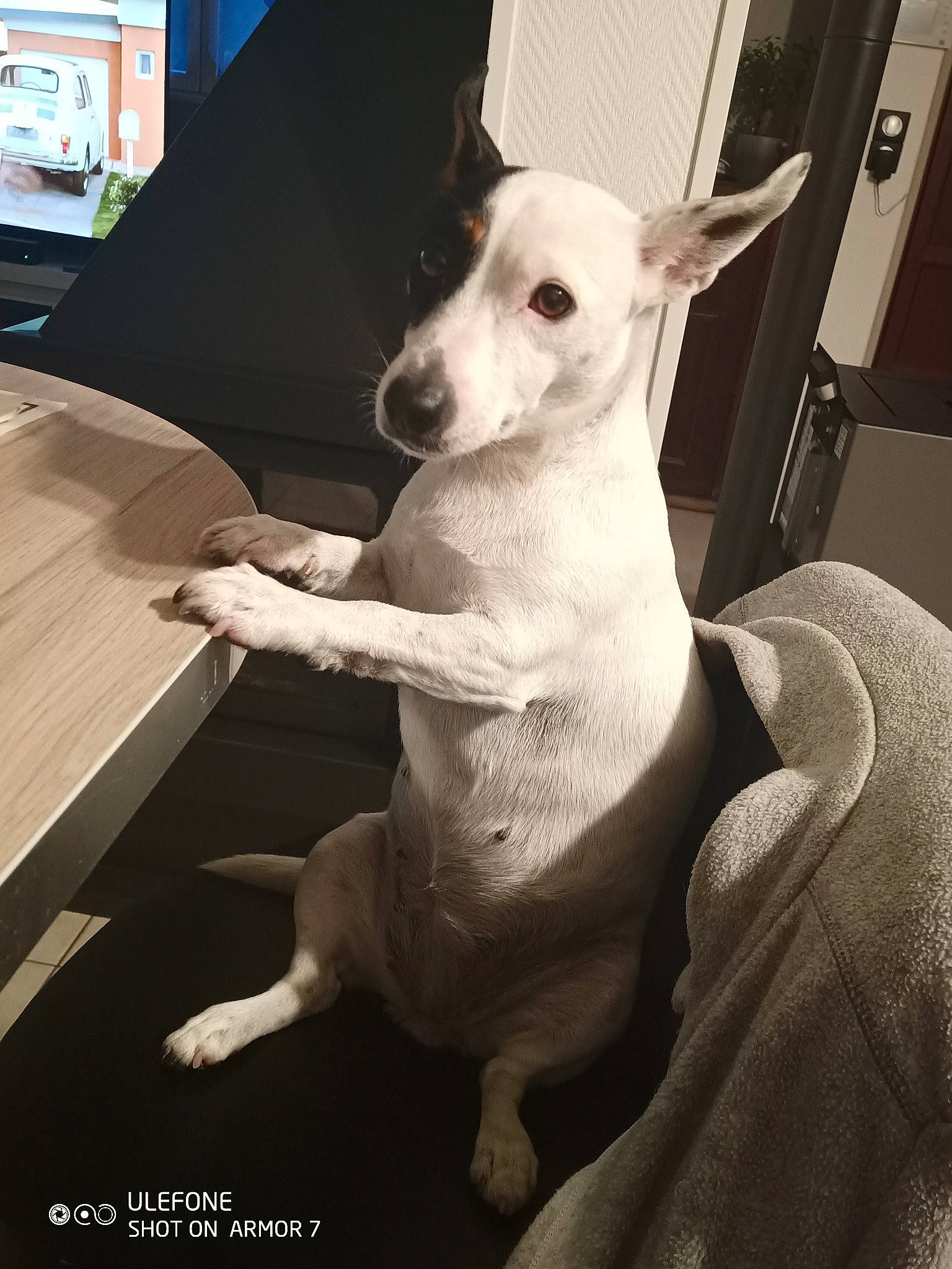 Miss participe au concours pour gagner de l'argent avec cette photo : canidae, carnivore, comfort, companion_dog, corgi_chihuahua, display_device, dog, dog_breed, ear, fawn, flooring, sitting, snout, sporting_group, terrestrial_animal, toy_dog, vertebrate, whiskers, windshield, working_animal