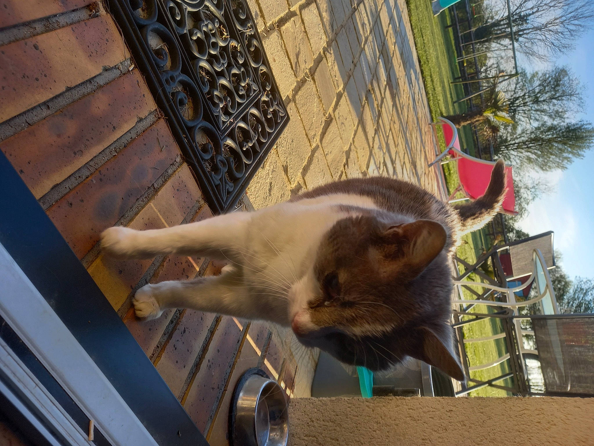 Aldo a rejoint le concours — aidez-le/la à gagner de superbes lots ! building, carnivore, cat, domestic_short_haired_cat, fawn, felidae, fur, palm_tree, plant, sky, small_to_medium_sized_cats, snout, sporting_group, tail, tree, whiskers, wildlife, window, wood, working_animal