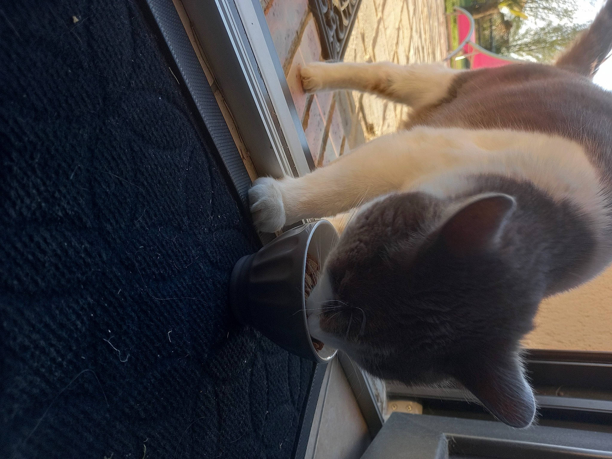 Aldo a rejoint le concours — aidez-le/la à gagner de superbes lots ! carnivore, cat, claw, comfort, domestic_short_haired_cat, fawn, felidae, flooring, fur, human_leg, paw, small_to_medium_sized_cats, snout, tail, thai, tonkinese, whiskers, windshield, wood