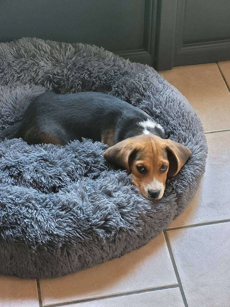 Simba participe au concours pour gagner de l'argent avec cette photo : canidae, carnivore, comfort, companion_dog, couch, dog, dog_breed, dog_supply, fawn, flooring, fur, hardwood, linens, nap, pet_supply, snout, sporting_group, studio_couch, terrestrial_animal, working_animal