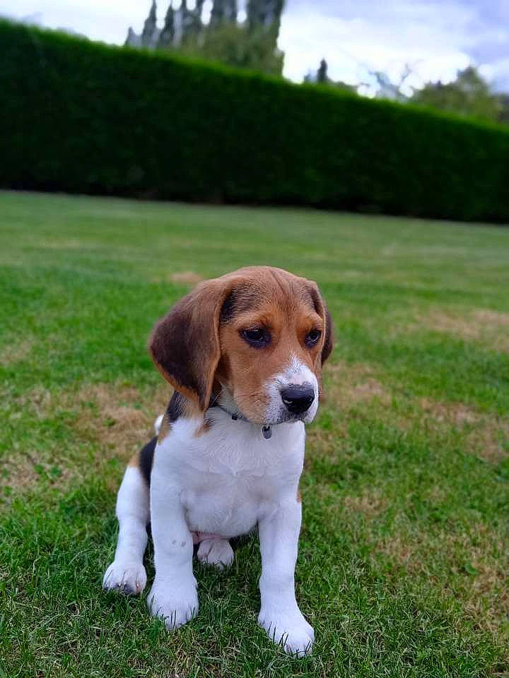 Simba participe au concours pour gagner de l'argent avec cette photo : ball, beagle, canidae, carnivore, cloud, companion_dog, dog, dog_breed, fawn, grass, grassland, hound, landscape, plant, scent_hound, sky, snout, sporting_group, tail, terrestrial_animal