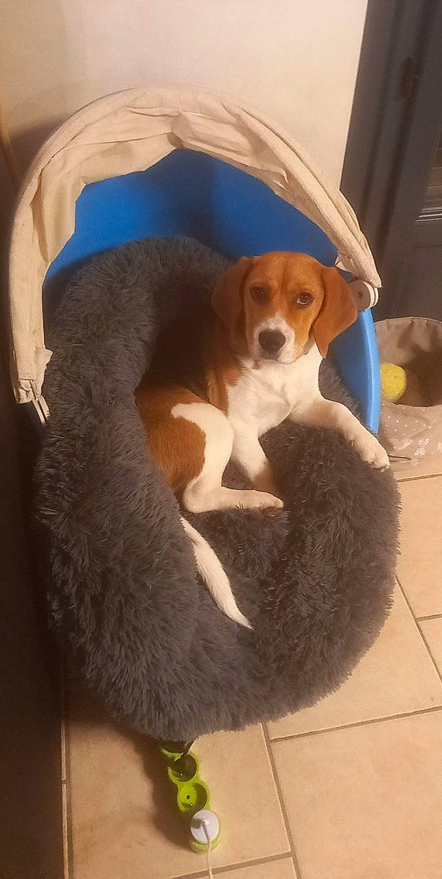 Simba a rejoint le concours — aidez-le/la à gagner de superbes lots ! beagle, beaglier, canidae, carnivore, chair, comfort, companion_dog, dog, dog_breed, fawn, flooring, fur, giant_dog_breed, hound, paw, scent_hound, snout, sporting_group, tail, toy