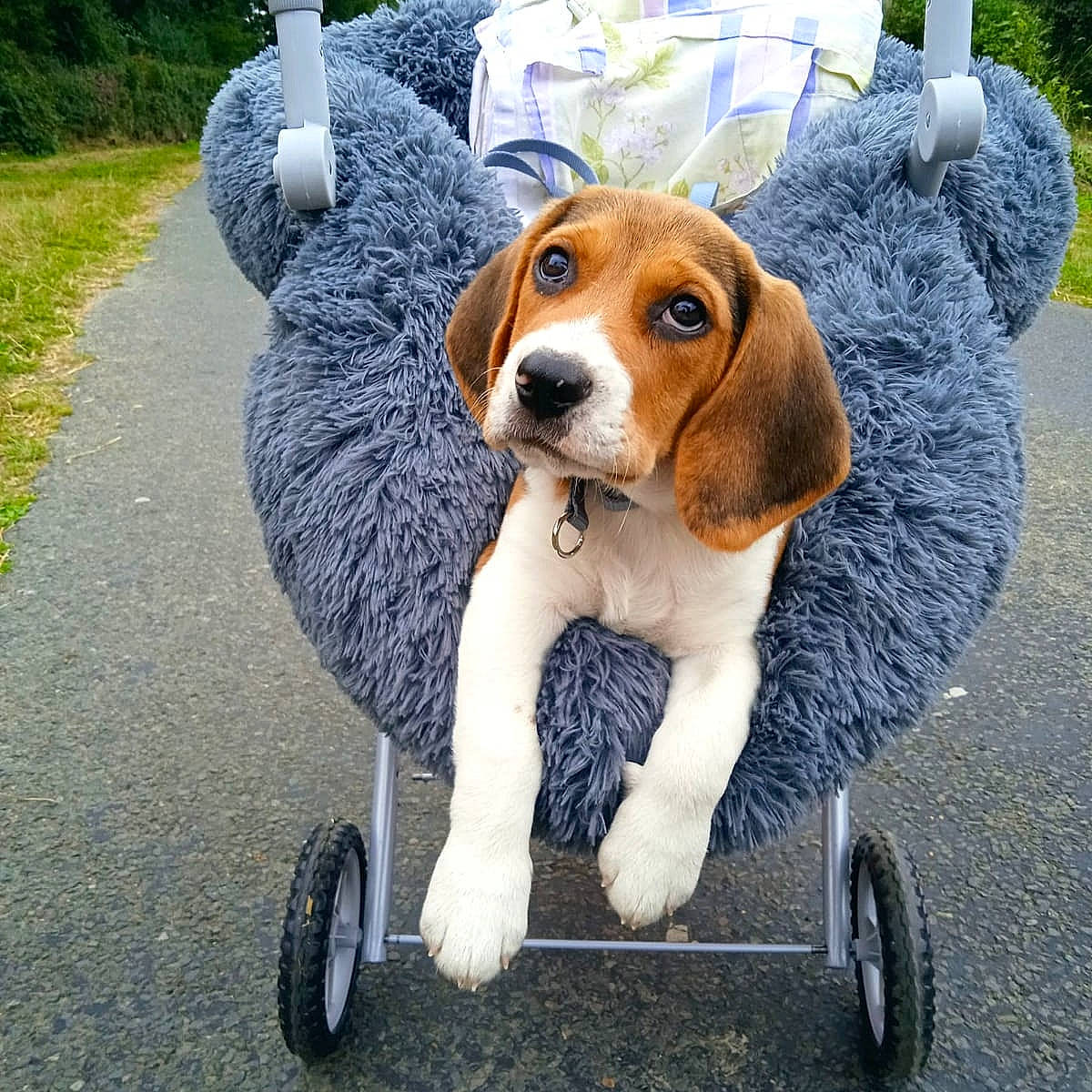 Simba participe au concours pour gagner de l'argent avec cette photo : canidae, carnivore, collar, companion_dog, dog, dog_breed, dog_supply, fawn, hound, leash, mammal, recreation, rolling, snout, sporting_group, tire, toy, vehicle, wheel, working_animal