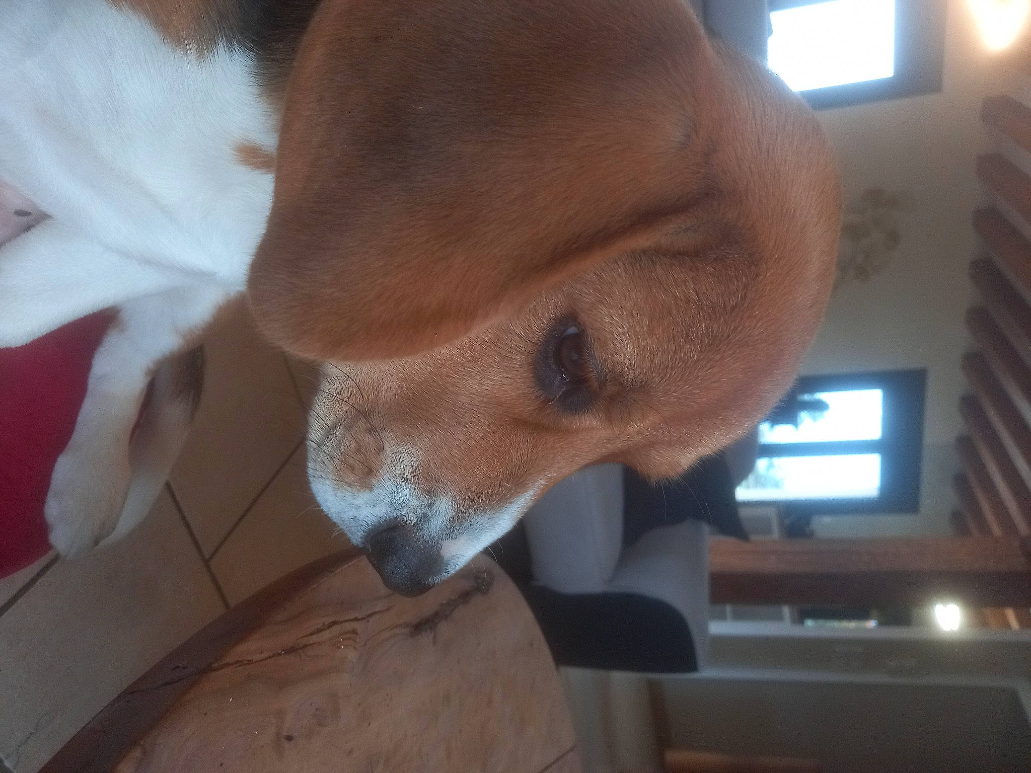 Simba a rejoint le concours — aidez-le/la à gagner de superbes lots ! canidae, carnivore, collar, comfort, companion_dog, dog, dog_breed, dog_supply, ear, fawn, fur, liver, non_sporting_group, pet_supply, snout, sporting_group, tail, whiskers, window, working_animal