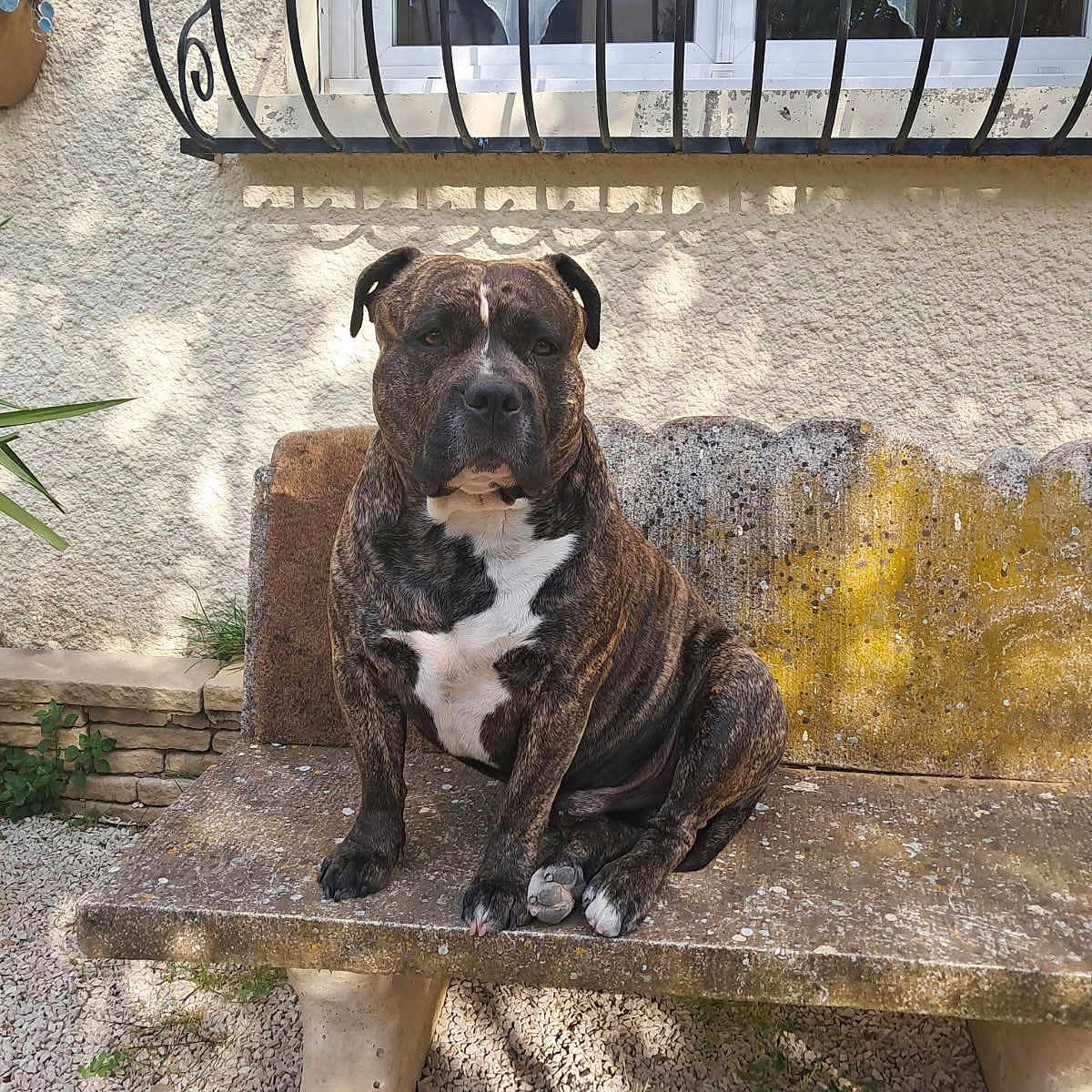 Saïko participe au concours pour gagner de l'argent avec cette photo : animal, bench, brindle, daytime, dog, garden, nature, outdoor, pet, plant, quiet, resting, shadow, sitting, stone, sunlight, texture, wall, window, wrought_iron