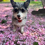 Eleanor Marie is registered to the contest to win money with this photo: dog, pet, outdoor, flower_petals, pink_flowers, grass, ears, tongue_out, cute, small_dog, garden, nature, spring, animal, fur, sunlight, greenery, happy, playful, blurred_background