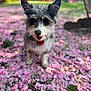 dog, pet, outdoor, flower_petals, pink_flowers, grass, ears, tongue_out, cute, small_dog, garden, nature, spring, animal, fur, sunlight, greenery, happy, playful, blurred_background