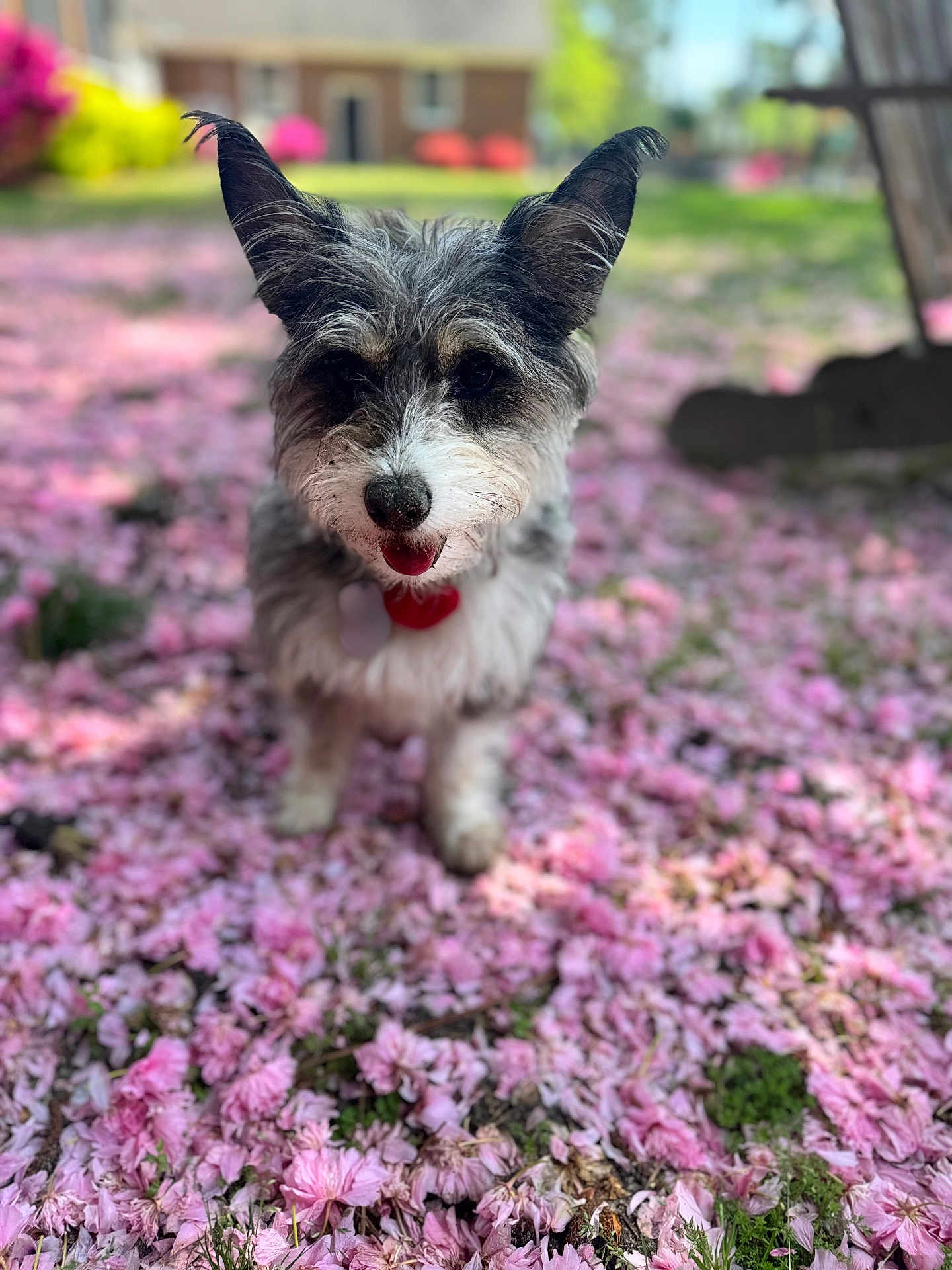 Eleanor Marie is registered to the contest to win money with this photo: dog, pet, outdoor, flower_petals, pink_flowers, grass, ears, tongue_out, cute, small_dog, garden, nature, spring, animal, fur, sunlight, greenery, happy, playful, blurred_background