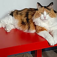 Shana participe au concours pour gagner de l'argent avec cette photo : cat, calico, fluffy, table, red_table, indoor, pet, animal, feline, relaxed, laying_down, fur, whiskers, ears, paws, green_eyes, domestic_cat, resting, portrait, household
