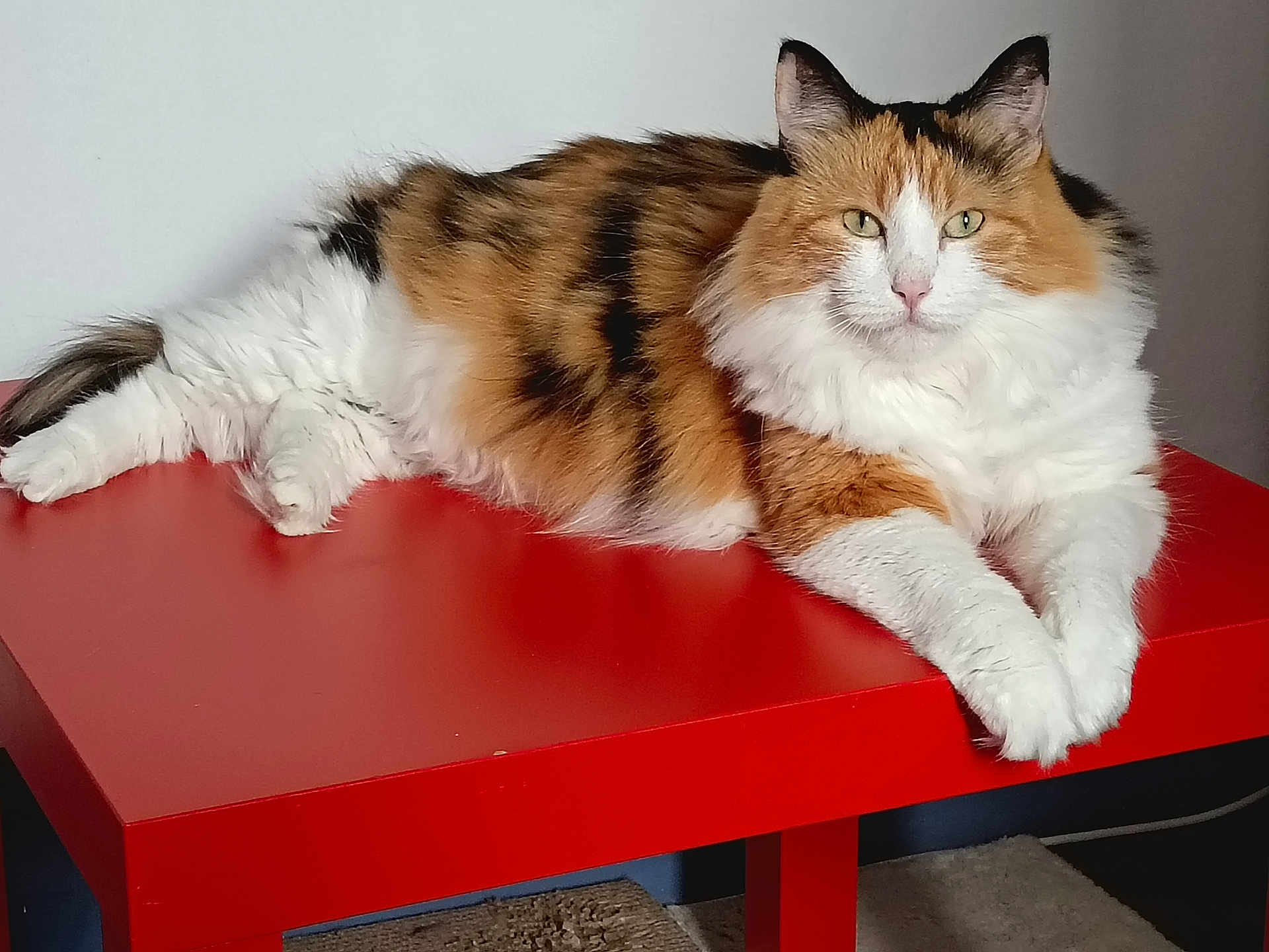 Shana participe au concours pour gagner de l'argent avec cette photo : cat, calico, fluffy, table, red_table, indoor, pet, animal, feline, relaxed, laying_down, fur, whiskers, ears, paws, green_eyes, domestic_cat, resting, portrait, household