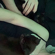 Suki Et Berlioz participe au concours pour gagner de l'argent avec cette photo : cat, black_cat, person, face, hand, arm, necklace, clothing, tank_top, lying_down, cuddle, pet, closeup, indoor, dim_lighting, green_tint, shoulder, eyes, scrunchie, palm