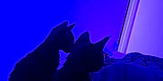 Suki Et Berlioz a rejoint le concours — aidez-le/la à gagner de superbes lots ! cat, cats, black_cat, two_cats, kitten, silhouette, blue_light, indoor, bed, blanket, wall, door, ears, profile, pet, shadow, fur, cozy, night, curious
