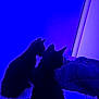 cat, cats, black_cat, two_cats, kitten, silhouette, blue_light, indoor, bed, blanket, wall, door, ears, profile, pet, shadow, fur, cozy, night, curious