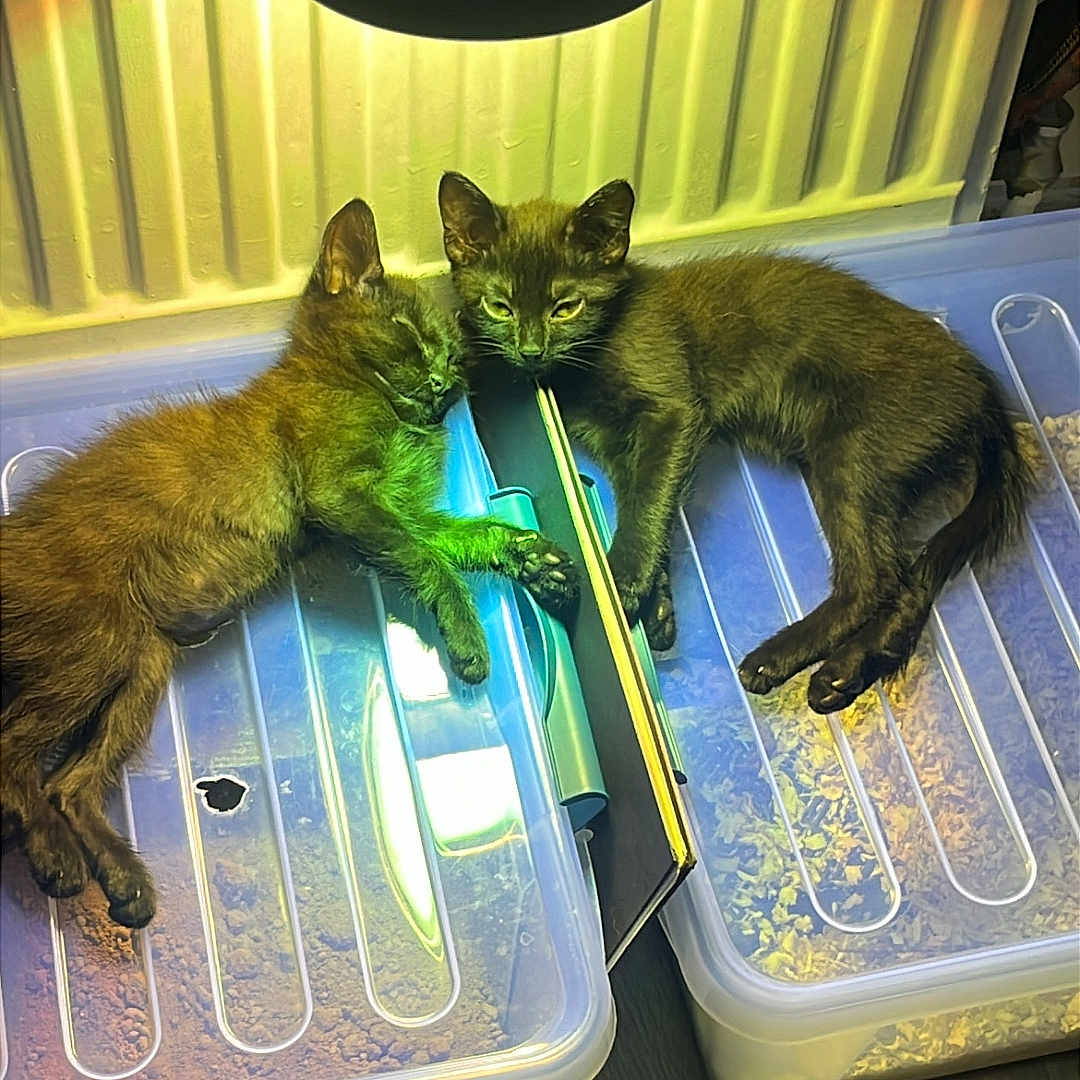 Suki Et Berlioz a rejoint le concours — aidez-le/la à gagner de superbes lots ! black_cat, cat, companion, cozy, fur, heat_lamp, indoor, kitten, lamp, litter_box, pair, paws, pet, plastic_container, radiator, reflection, resting, sleeping, two_animals, wooden_floor