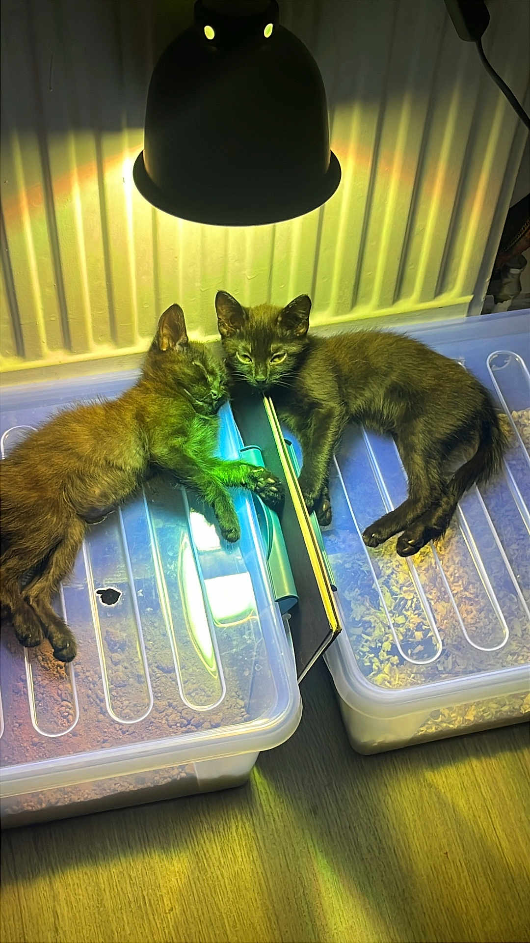 Suki Et Berlioz a rejoint le concours — aidez-le/la à gagner de superbes lots ! kitten, cat, black_cat, pair, sleeping, resting, heat_lamp, lamp, plastic_container, litter_box, radiator, indoor, wooden_floor, paws, fur, cozy, pet, reflection, two_animals, companion