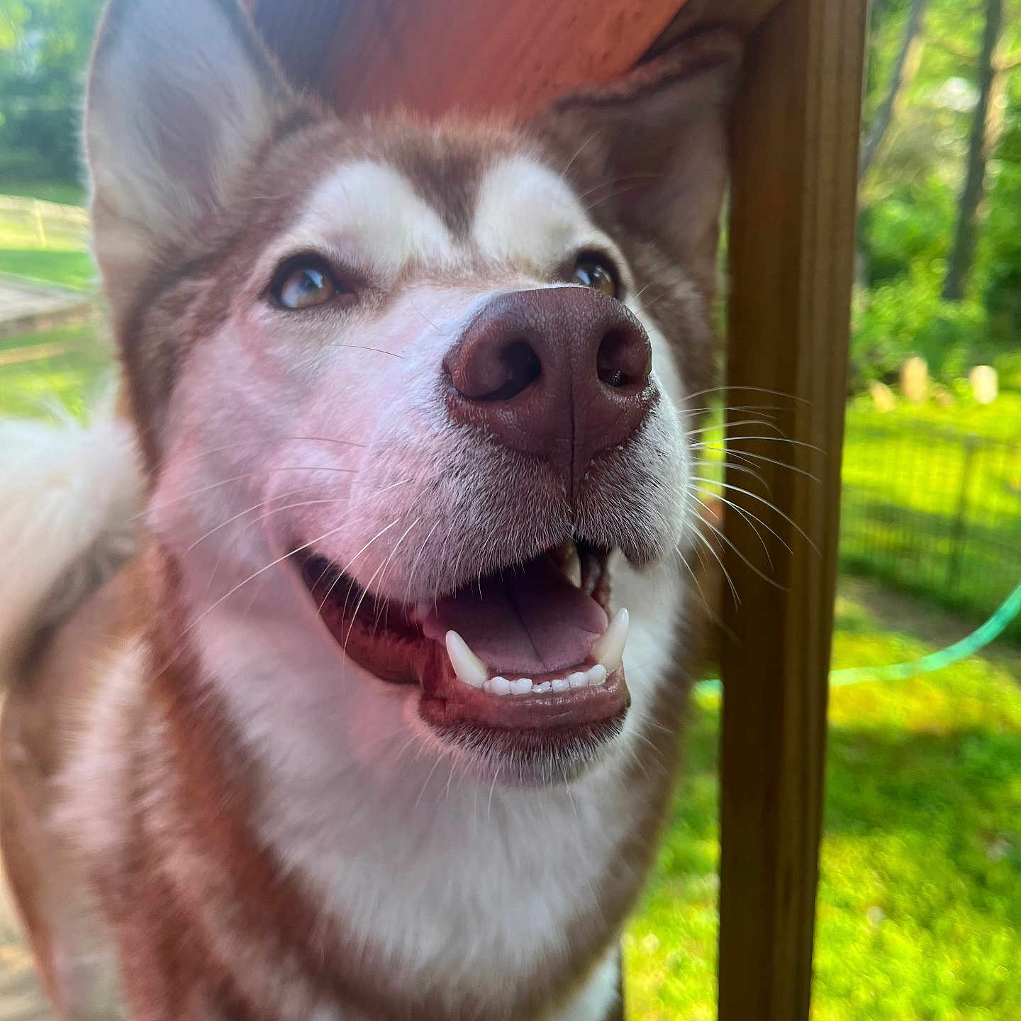 Koda joined the competition — help win amazing prizes! animal, canine, close_up, daylight, dog, ears, friendly, fur, greenery, happy, muzzle, nature, outdoor, pet, portrait, smiling, sunlight, teeth, tongue, wooden_post