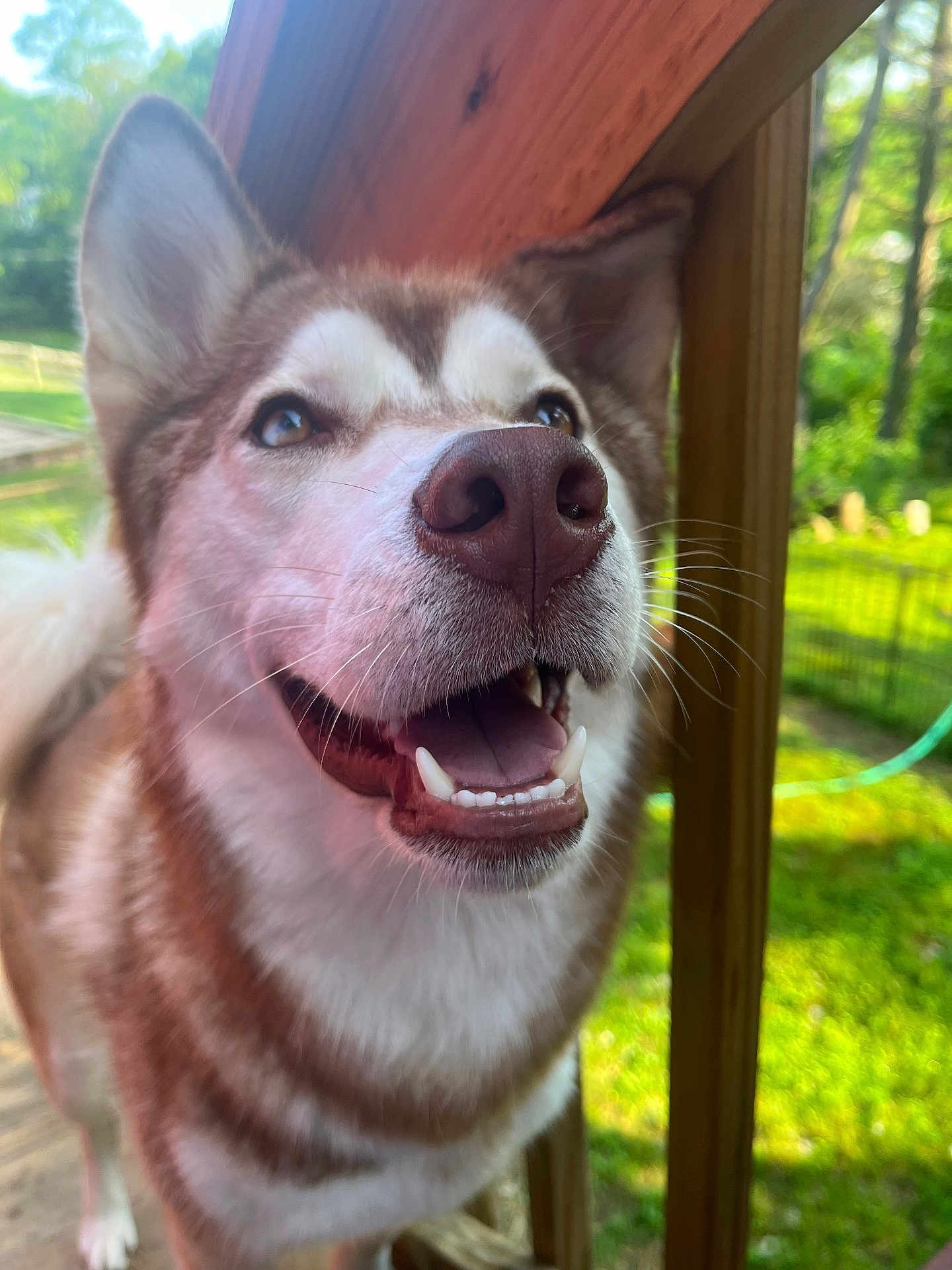 Koda joined the competition — help win amazing prizes! dog, canine, pet, happy, close_up, outdoor, nature, wooden_post, greenery, sunlight, smiling, fur, animal, muzzle, teeth, ears, daylight, portrait, friendly, tongue