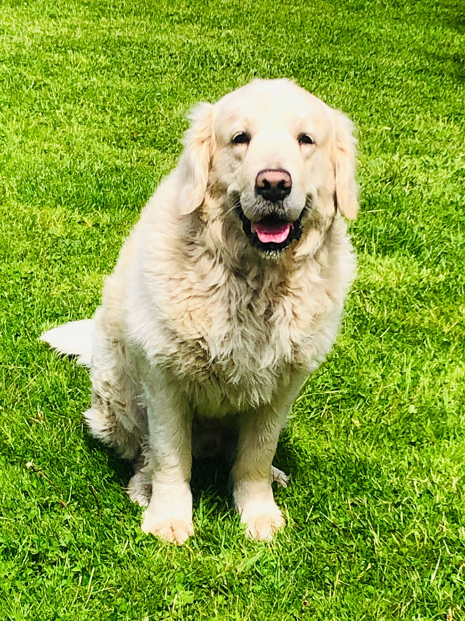 Mario participe au concours pour gagner de l'argent avec cette photo : carnivore, companion_dog, dog, dog_breed, fur, grass, grassland, gun_dog, plant, sporting_group, working_dog