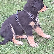 Atchi participe au concours pour gagner de l'argent avec cette photo : animal, black, canine, cute, dog, domestic_animal, fur, grass, harness, mammal, nature, outdoor, pet, playful, puppy, side_view, sitting, tan, young, young_dog