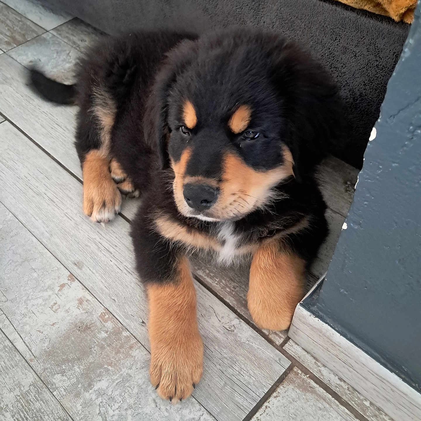 Atchi a rejoint le concours — aidez-le/la à gagner de superbes lots ! animal, black, blanket, cozy, cute, dog, domestic_animal, fur, fur_texture, indoor, lying_down, paw, pet, puppy, resting, sleepy, tan, tile_floor, wall, young_dog