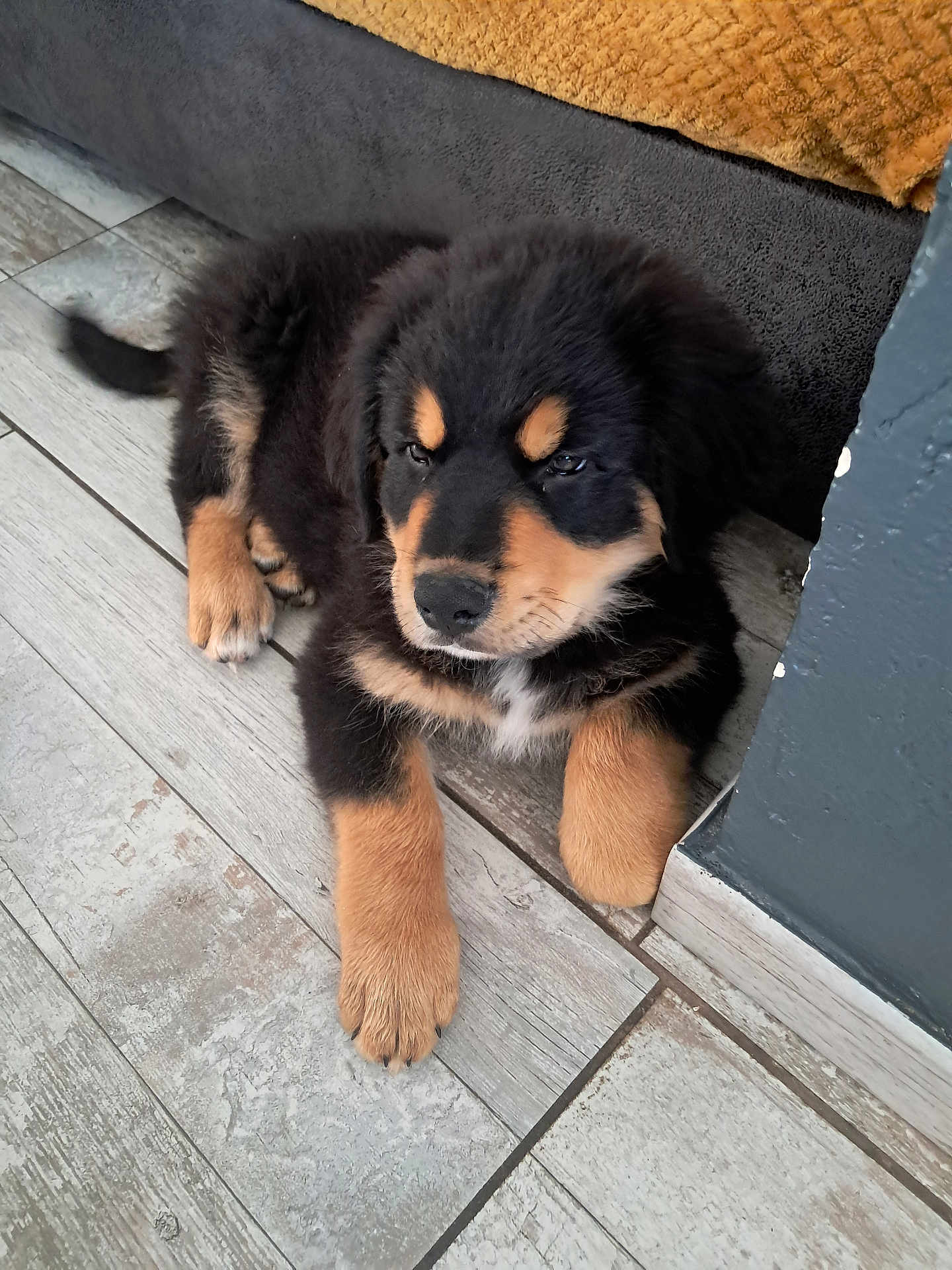 Atchi a rejoint le concours — aidez-le/la à gagner de superbes lots ! puppy, dog, black, tan, fur, sleepy, lying_down, tile_floor, blanket, indoor, cozy, cute, pet, animal, paw, wall, resting, young_dog, domestic_animal, fur_texture