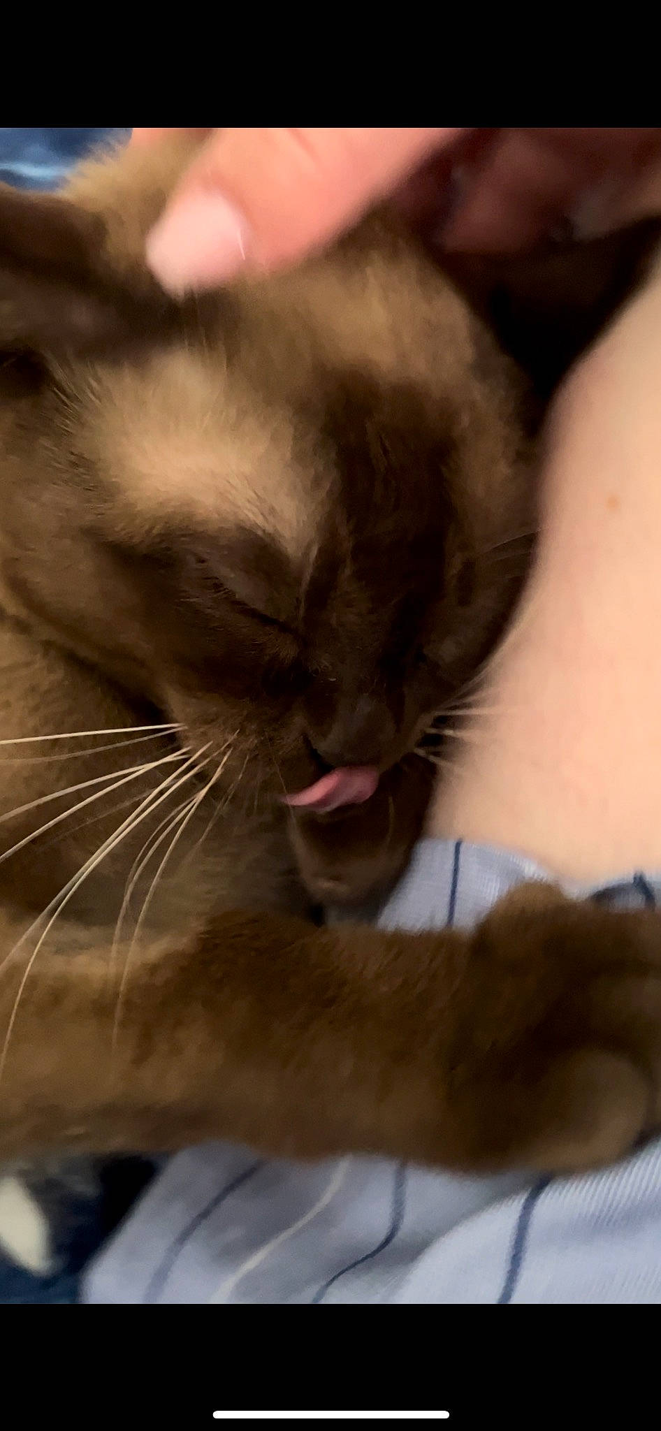 Cleo is registered to the contest to win money with this photo: balinese, carnivore, cat, claw, comfort, domestic_short_haired_cat, ear, fawn, felidae, fur, gesture, nail, paw, siamese, small_to_medium_sized_cats, snout, thai, tonkinese, vertebrate, whiskers