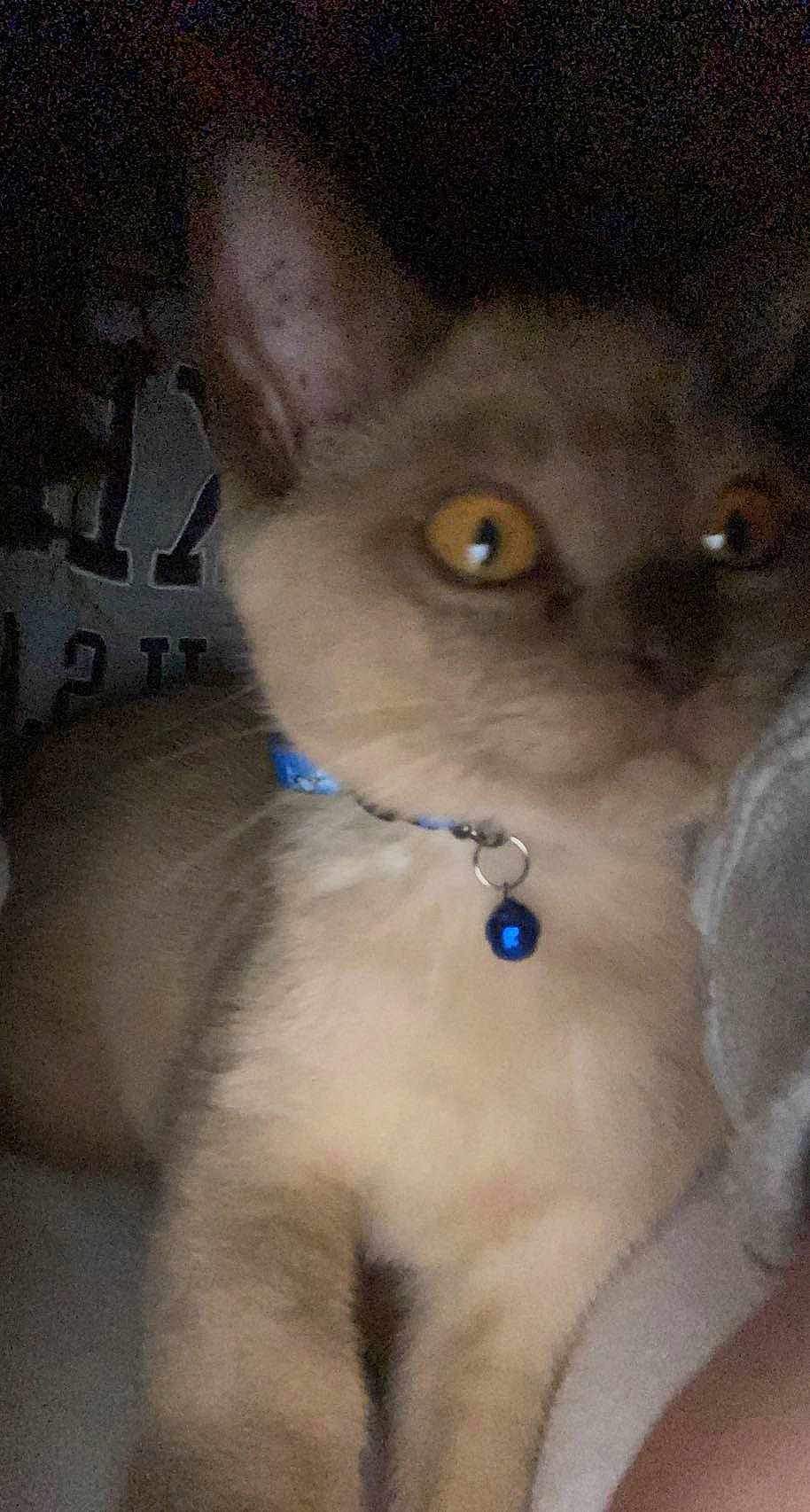 Cleo is registered to the contest to win money with this photo: birman, canidae, carnivore, cat, collar, dog_breed, dog_collar, domestic_short_haired_cat, ear, electric_blue, fawn, felidae, fur, red_eye_effect, small_to_medium_sized_cats, snout, thai, tonkinese, whiskers, working_animal