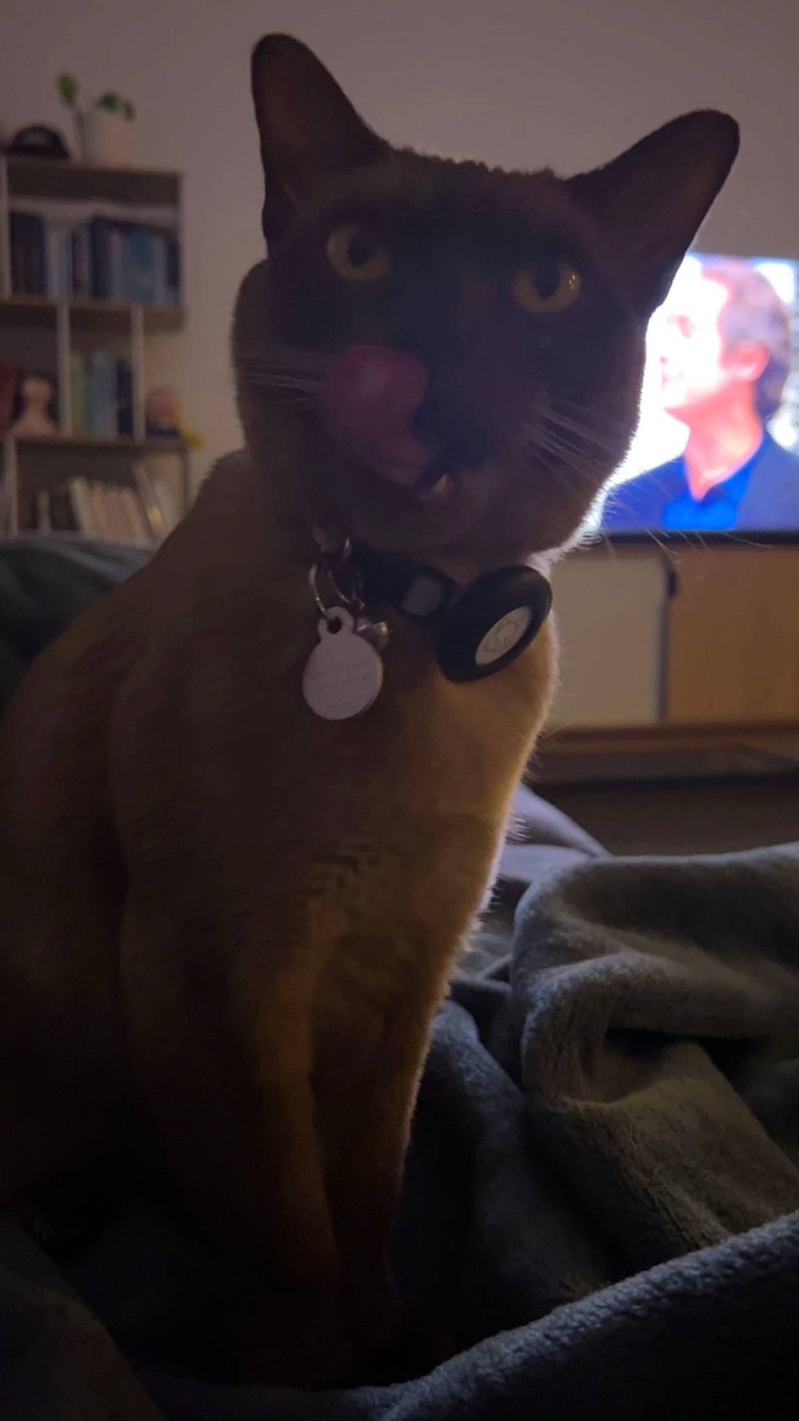 Cleo joined the competition — help win amazing prizes! bookcase, canidae, carmine, carnivore, cat, chest, domestic_short_haired_cat, ear, fawn, felidae, fictional_character, fur, shelf, shelving, sitting, small_to_medium_sized_cats, snout, tail, toy, whiskers