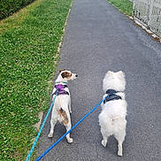 Tao a rejoint le concours — aidez-le/la à gagner de superbes lots ! animal, daytime, dog, dogs, grass, greenery, harness, leash, nature, outdoor, path, pavement, pet, sidewalk, small_dog, suburban, two_dogs, walk, walking, white_dog