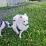 Tao participe au concours pour gagner de l'argent avec cette photo : animal, canine, car, daylight, dog, fur, grass, greenery, harness, leash, nature, outdoor, parked_car, pet, playful, sidewalk, small_dog, sniffing, walking, white_dog