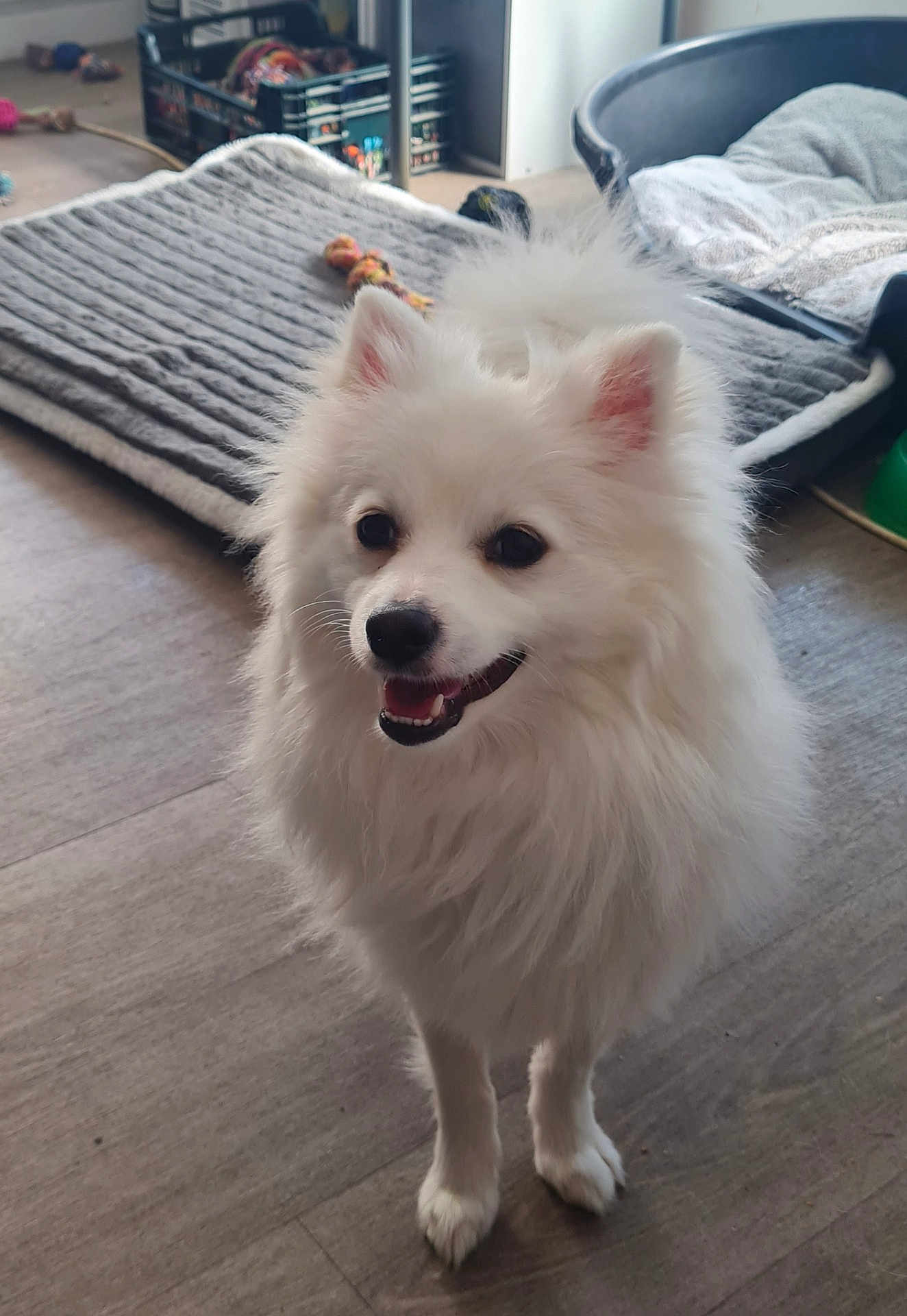 Tao