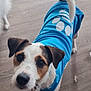 Angel a rejoint le concours — aidez-le/la à gagner de superbes lots ! animal, blue_shirt, canine, close_up, companion, curious, cute, dog, domestic, ears, flooring, friendly, indoor, looking_up, paw_print, pet, playful, tail, white_and_brown, wooden_floor