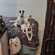 Volt a rejoint le concours — aidez-le/la à gagner de superbes lots ! bed, blanket, carpet, collar, cozy, curious, curtain, dog, domestic_animal, floor, furniture, household, indoor, looking_at_camera, paws_pattern, pet, resting, room, small_dog, white_dog