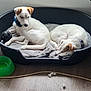 Volt participe au concours pour gagner de l'argent avec cette photo : animal, blanket, brown_patch, collar, companions, cozy, curious, dog, domestic, floor, indoor, pet_bed, puppy, quiet, resting, sleeping, toy_ball, water_bowl, white_fur, wooden_floor