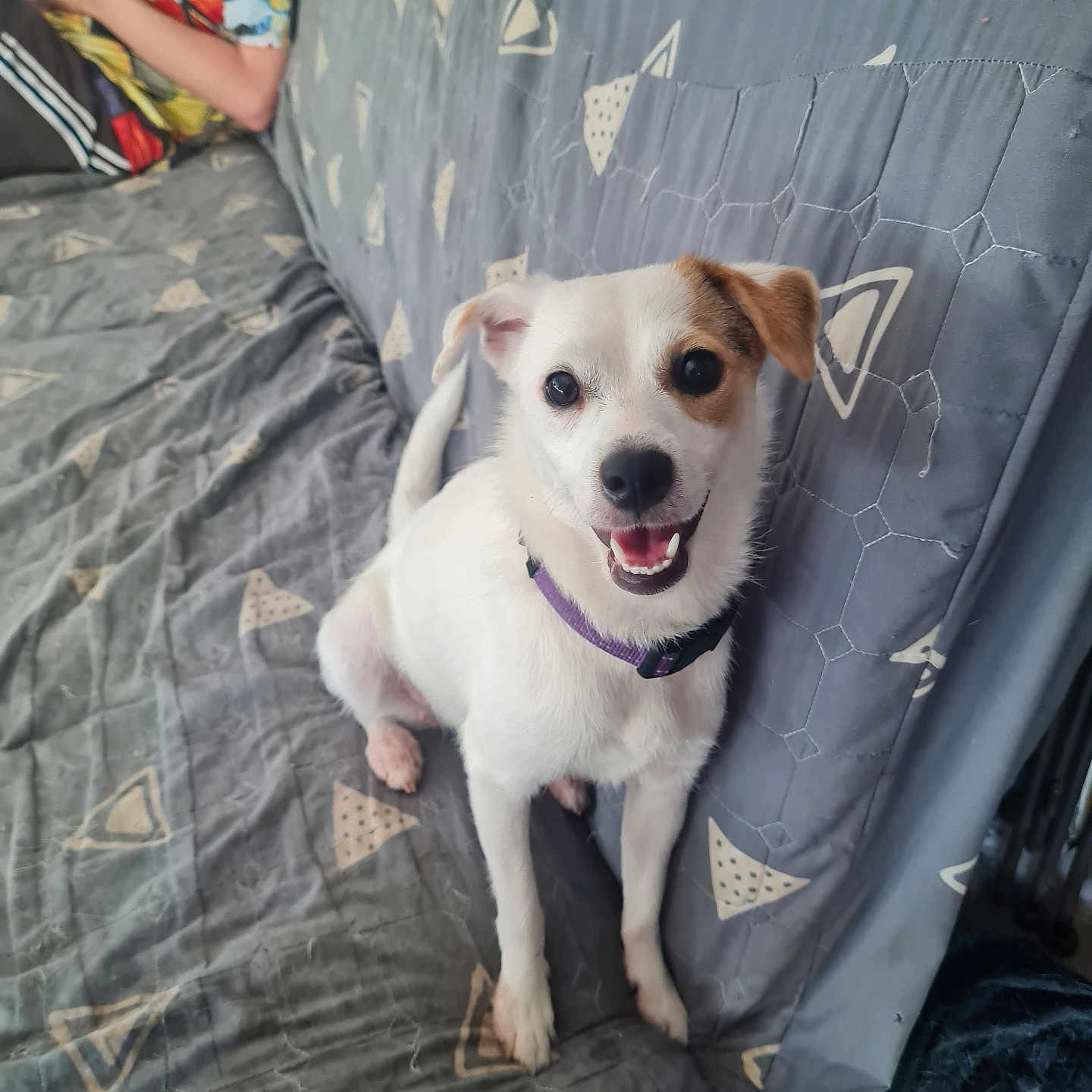 Tokyo participe au concours pour gagner de l'argent avec cette photo : animal, canine, collar, colorful_clothing, companion, couch, dog, furniture, gray_couch_cover, happy, home_interior, indoor, patterned_fabric, person, pet, relaxed, seated_dog, small_dog, smiling_dog, white_dog