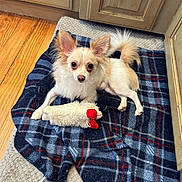 Snuggles is registered to the contest to win money with this photo: dog, chihuahua, small_dog, long_hair, cream_fur, fluffy_tail, pointed_ears, brown_eyes, sitting, lying_down, toy, plush_toy, blanket, plaid, indoor, home, wooden_floor, cabinets, pet_portrait, cute