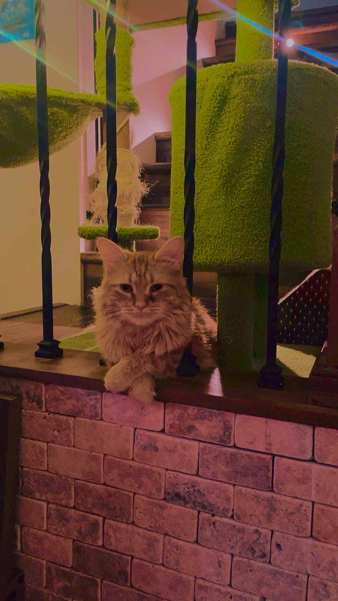 Leon is registered to the contest to win money with this photo: cat, orange_cat, feline, pet, indoor, cat_tree, carpeted, brick_wall, stairs, iron_bars, paws_crossed, fluffy, animal, cozy, warm_lighting, lens_flare, resting, looking, cute, domestic