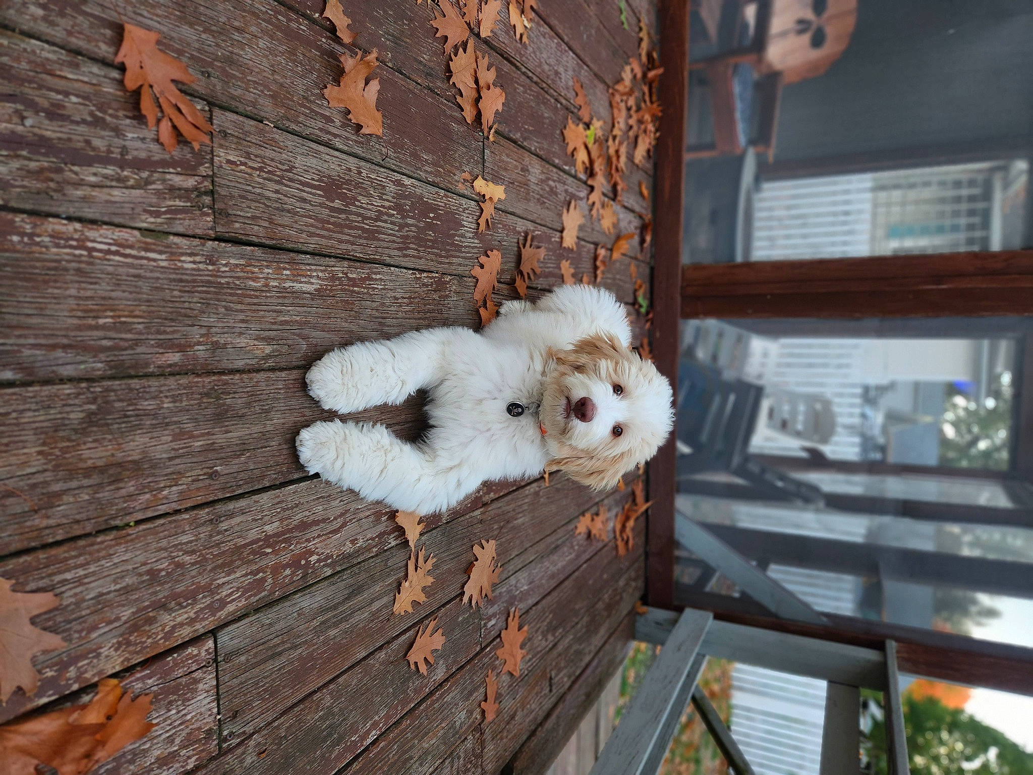 Floki is registered to the contest to win money with this photo: carnivore, companion_dog, fawn, flooring, fur, hardwood, house, metal, natural_material, plank, plant, room, sporting_group, toy, toy_dog, tree, twig, wheel, wood, wood_stain