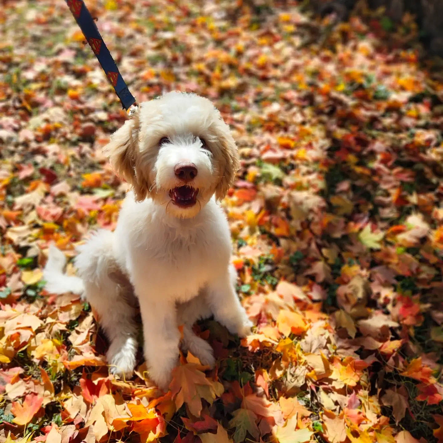 Floki is registered to the contest to win money with this photo: autumn, canidae, carnivore, companion_dog, deciduous, dog, dog_breed, fawn, grass, leaf, liver, plant, poodle, recipe, snout, spaniel, sporting_group, terrier, toy_dog, working_animal