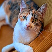 Vanille participe au concours pour gagner de l'argent avec cette photo : cat, calico, animal, pet, indoor, wood, feline, whiskers, curious, closeup, portrait, soft_focus, relaxed, fur, paw, green_eyes, cute, resting, domestic, cozy