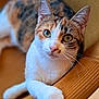 cat, calico, animal, pet, indoor, wood, feline, whiskers, curious, closeup, portrait, soft_focus, relaxed, fur, paw, green_eyes, cute, resting, domestic, cozy