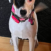 Nova is registered to the contest to win money with this photo: dog, pet, indoor, wooden_floor, black_rug, pink_collar, sitting, attentive, mixed_breed, canine, fur, tail, ears, animal, companion, household, cute, alert, portrait, domestic
