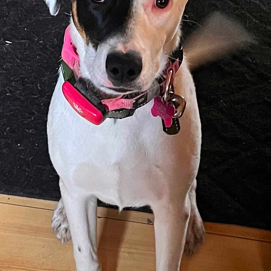 Nova is registered to the contest to win money with this photo: alert, animal, attentive, black_rug, canine, companion, cute, dog, domestic, ears, fur, household, indoor, mixed_breed, pet, pink_collar, portrait, sitting, tail, wooden_floor