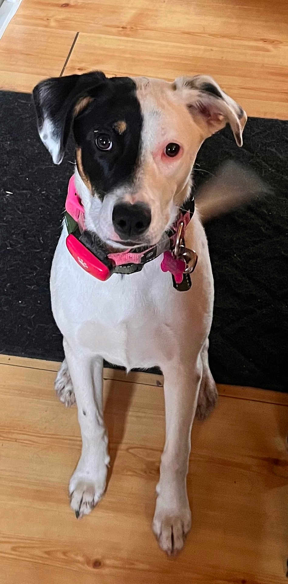 Nova