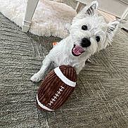 Blue is registered to the contest to win money with this photo: dog, white_dog, toy, football_toy, carpet, indoor, happy, smiling, pet, animal, fluffy, playful, lying_down, fur, ears, mouth_open, cute, domestic, furniture, rug