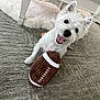 dog, white_dog, toy, football_toy, carpet, indoor, happy, smiling, pet, animal, fluffy, playful, lying_down, fur, ears, mouth_open, cute, domestic, furniture, rug