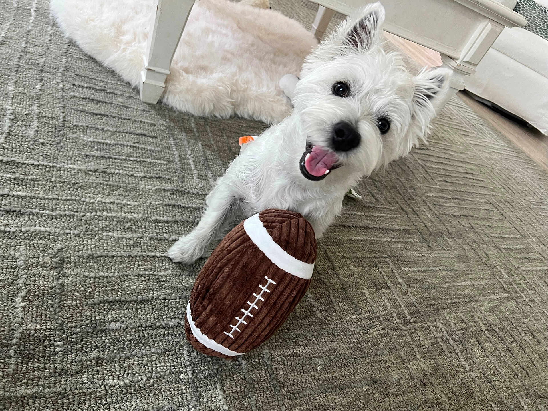 Blue is registered to the contest to win money with this photo: dog, white_dog, toy, football_toy, carpet, indoor, happy, smiling, pet, animal, fluffy, playful, lying_down, fur, ears, mouth_open, cute, domestic, furniture, rug